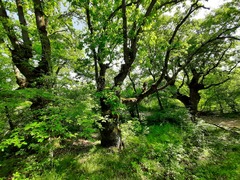 Quercus petraea iberica