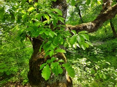 Quercus petraea iberica