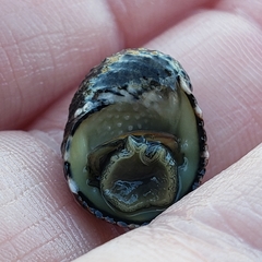 Nerita funiculata