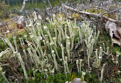 Cladonia sulphurina
