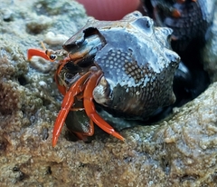 Calcinus californiensis