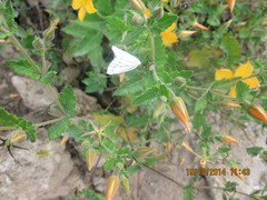 Neuromelia selectata