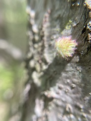 Dryocosmus floridensis