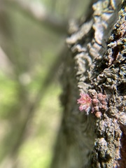 Dryocosmus floridensis