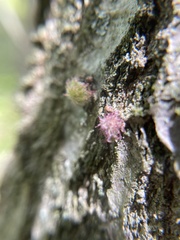 Dryocosmus floridensis