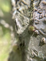 Dryocosmus floridensis