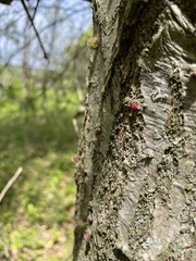 Dryocosmus floridensis