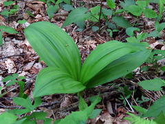 Veratrum parviflorum
