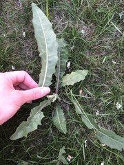 Cichorium intybus