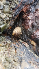 Cellana denticulata