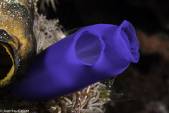 Rhopalaea