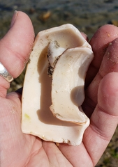 Titanostrombus galeatus