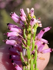 Erica nudiflora