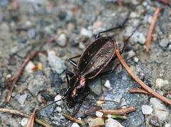 Carabus depressus
