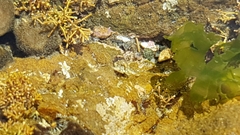 Isocladus armatus