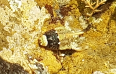Isocladus armatus