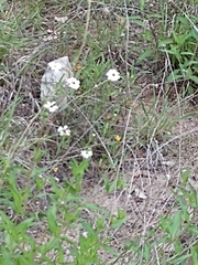 Marshallia caespitosa