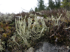 Cladonia sulphurina
