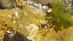 Isocladus armatus