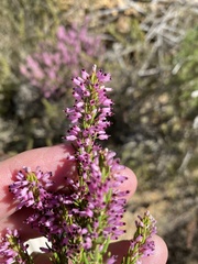 Erica nudiflora