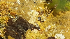 Isocladus armatus