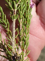 Erica nudiflora