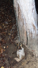 Ibervillea hypoleuca