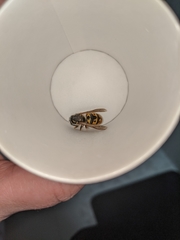 Vespula germanica