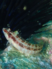 Alloclinus holderi
