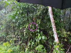 Macrogomphus quadratus