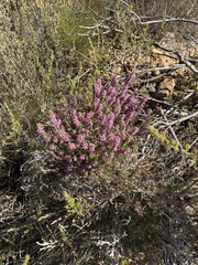 Erica nudiflora
