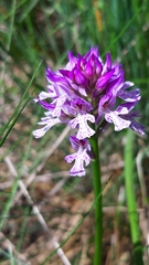 Neotinea tridentata