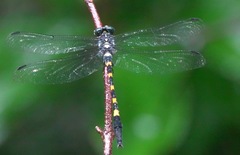Macrogomphus quadratus