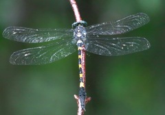 Macrogomphus quadratus