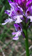 Neotinea tridentata