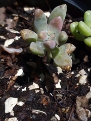 Pachyphytum