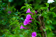 Ipomoea rosea