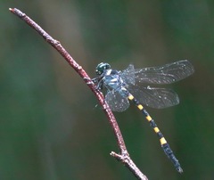 Macrogomphus quadratus