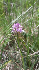 Neotinea tridentata