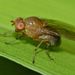 Sapromyza simillima - Photo (c) Steve Kerr, algunos derechos reservados (CC BY), subido por Steve Kerr