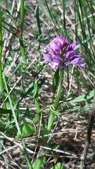 Neotinea tridentata
