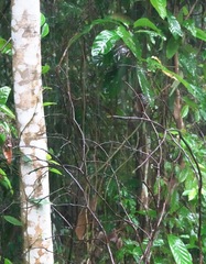 Macrogomphus quadratus