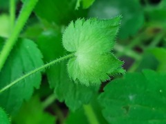 Veronica crista-galli