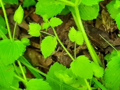 Veronica crista-galli