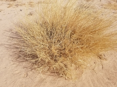 Hilaria rigida