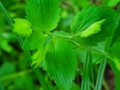 Veronica crista-galli