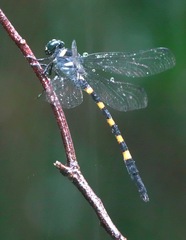Macrogomphus quadratus