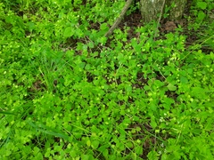 Veronica crista-galli