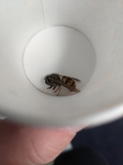 Vespula germanica