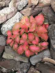 Fittonia